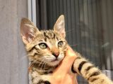 Yaklaşık 1.5 Aylık Erkek Kedi ACİL Kalıcı Yuva Aranıyor