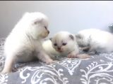 Anne altından 1 Aylık British Shorthair yavru kediler 