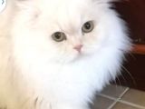Safkan british longhair erkek kedim 