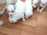 Maltese Terrier Yavrularımız Yeni Yuvalarını Arıyor