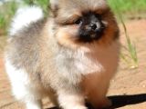 Pomeranian Boo Teddy Face