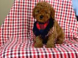 Red Toy Poodle Yavrular 