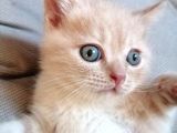3 aylık british shorthair kedimiz yuvasını arıyor