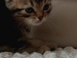 British Shorthair yavru kedi