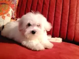 Terrier maltese 3 aylık 