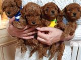 Red ve red brown toy poodle anne baba secereli
