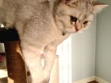 5 aylık british shorthair kedi erkek