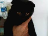 Siyah 4 aylık Erkek