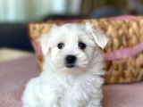 Kore Kan Maltese Terrier Yavrular