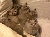 Best British Shorthair Lilac Kittens