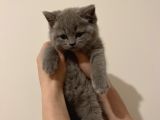 2 aylık British Shorthair kedi sahiplendirmeye hazır