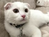Erkek 6 aylık Scottish Fold kedimiz yeni sahibini arıyor.