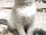 British shorthair güzeller güzeli oyuncu kedi