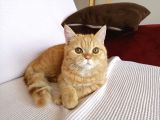 Ücretsiz kısır 2 yaş erkek kedi