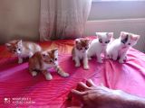 5 adet yavru kedi
