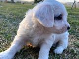 Saf terrier cinsi yavru köpeklerimiz yeni yuvasını arıyor 