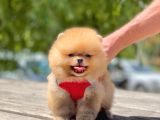 Teddy Face Pomeranian Boo Yavrularimiz
