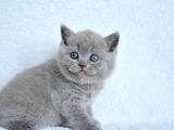 SHOWW KALİTE GRİ BRİTİSH SHORTHAİR YAVRUMUZ