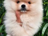 Ayı surat teddy bear Pomeranian Boo ırk garantili