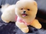 Ayı surat teddy bear Pomeranian ırk garantili 
