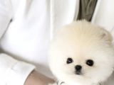 Teddy bear optic beyaz Pomeranian boo 