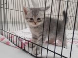 British shorthair erkek yavru kedi 
