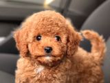 Mini Boy Sevimli Poodle Bebekler
