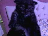 Siyah kısık kulak 3 aylık kedi