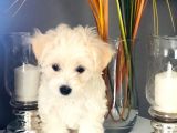 Maltese Terrier 2 Aylık 