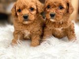 TOOY POODLE YAVRUMUZ