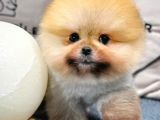 Yavru Patiler den Neşe Kaynağı Pomeranian Boo Yavrular