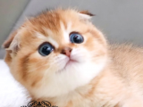 Oyuncu Golden Scottish Fold Shorthair