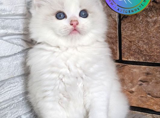 Görkemli Ragdoll yavrumuz 