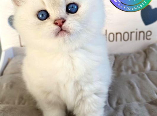 Ev ortamına alışkın Silver British Shorthair yavrumuz 