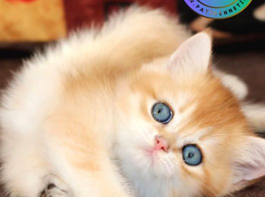 Efsanevi Güzellikte Golden British Shorthair 