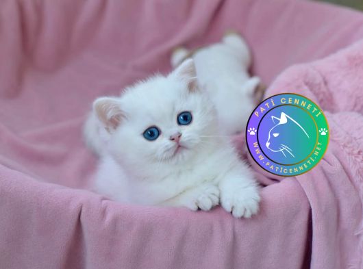 İnci Gibi Işıldayan Silver British Shorthair NS1133