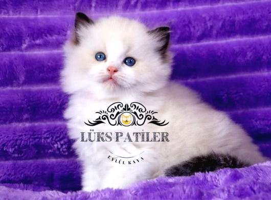 Bebek Suratlı Ragdoll güzeli 