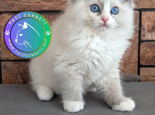 Safkan Mavi Gözlü Ragdoll yavrumuz 