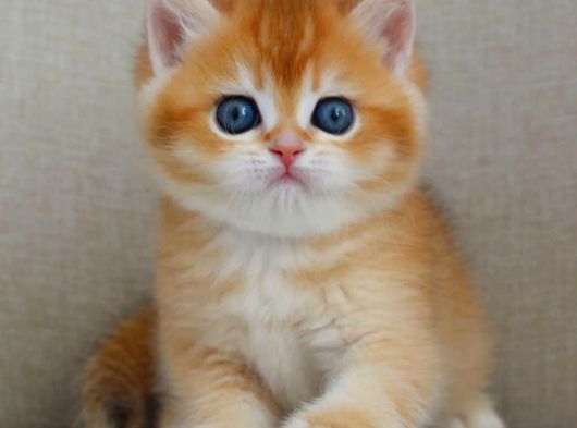 Şaheser Gibi Golden Ny12 British Shorthair