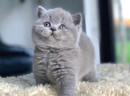Tospik Kedimiz Gri British Shorthair