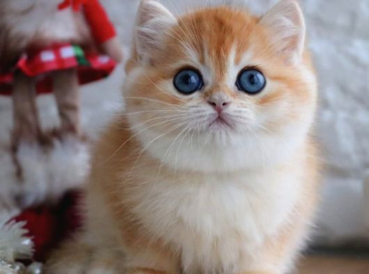 Dünya'nın 8.Harikası Golden NY12 British Shorthair