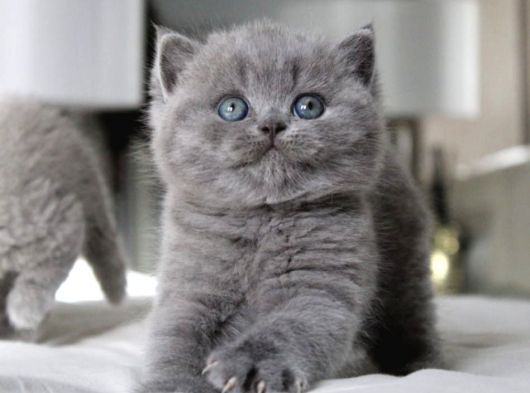 Tombul Kedimiz Gri British Shorthair