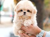 MALTIPOO BEBEKLERIM