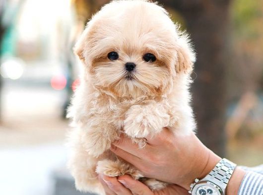 MALTIPOO BEBEKLERIM