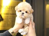 MALTIPOO BEBEKLERIM