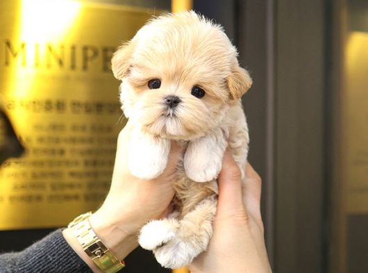MALTIPOO BEBEKLERIM
