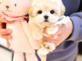 MALTIPOO BEBEKLERIM