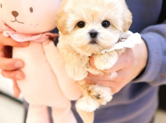 MALTIPOO BEBEKLERIM