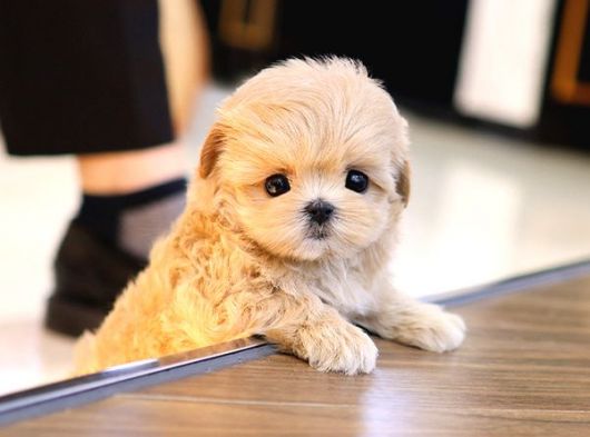 MALTIPOO BEBEKLERIM