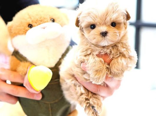 MALTIPOO BEBEKLERIM